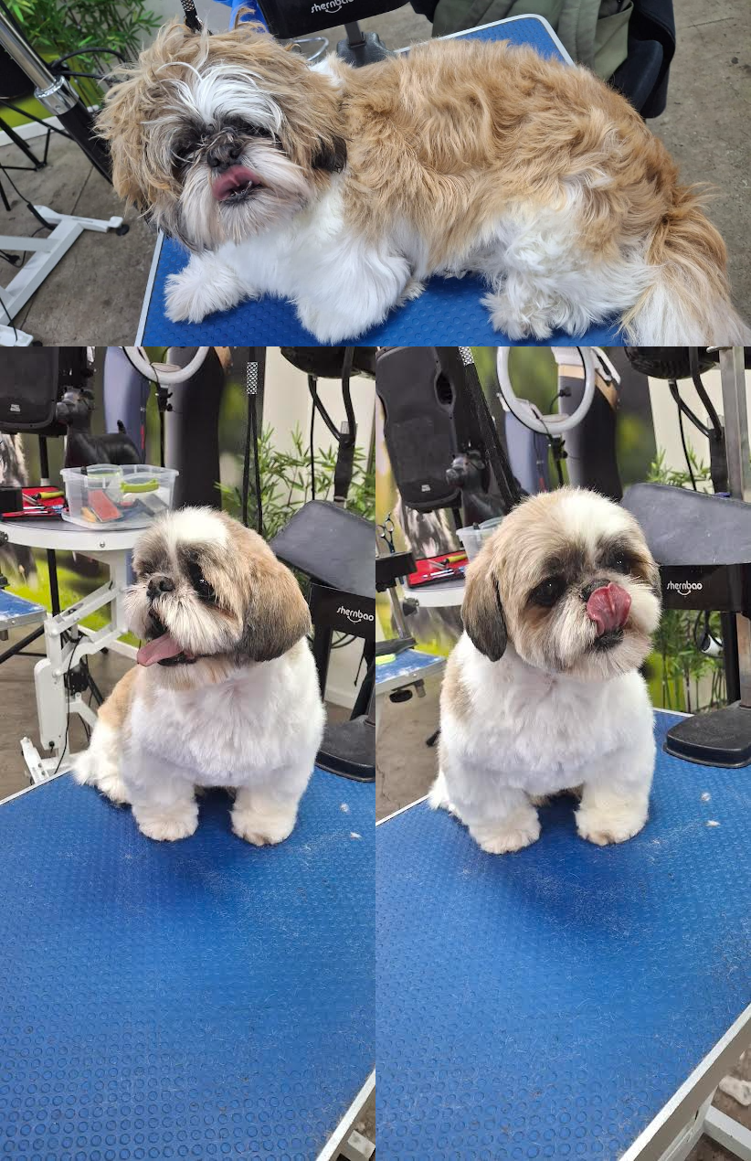 Perro 3